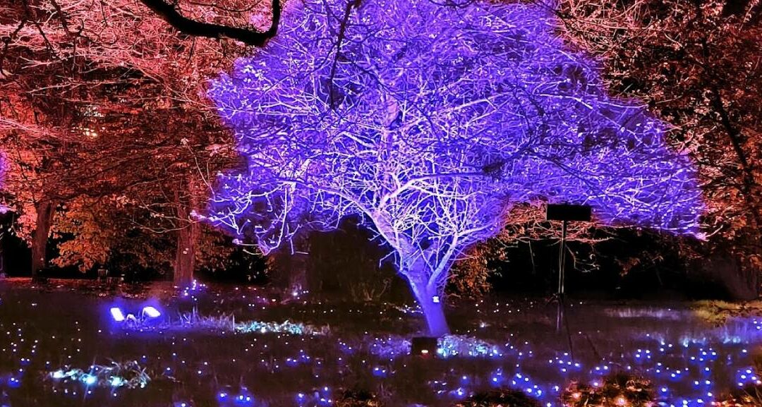 Trame di Luce” a Trastevere: La Magia del Natale all’Orto Botanico di Roma